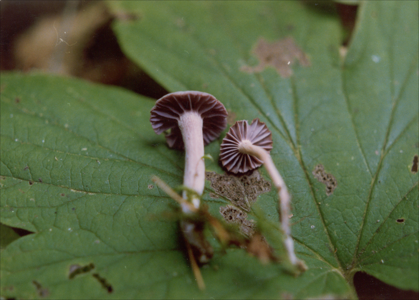 紫蜡蘑其他生物相关