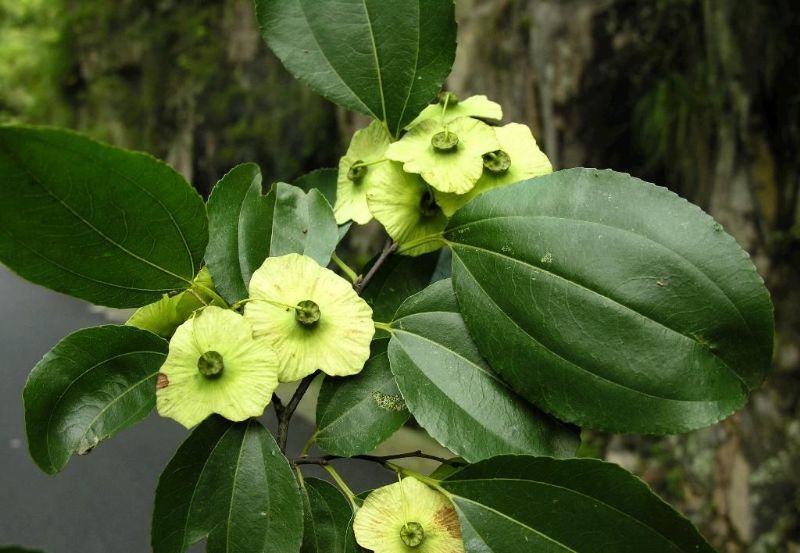 野生马子花图片