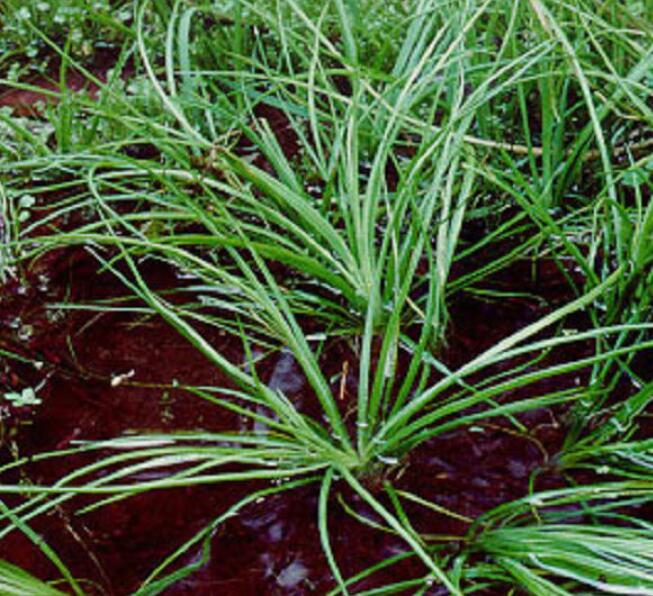 中华水韭 (植物)