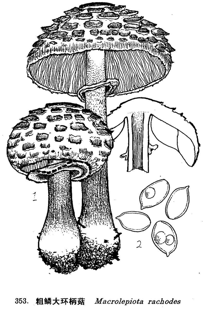 粗鳞大环柄菇图片