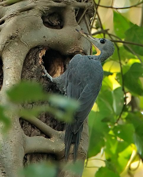 大灰啄木鸟(动物)大灰啄木鸟(学名:mulleripicuspulverulentus)是