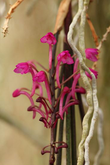 圆柱叶鸟舌兰植物