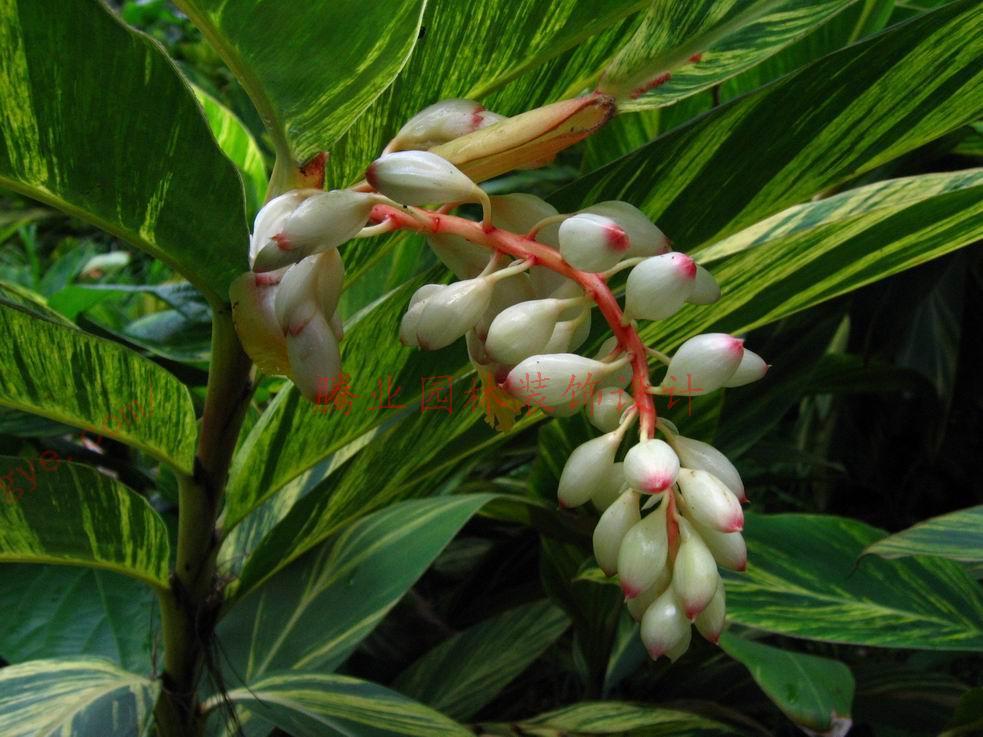 花叶姜 (植物)