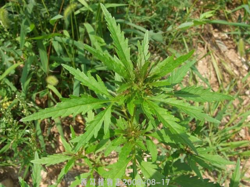 水棘针(植物)