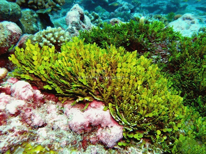 马尾藻(植物)马尾藻,属马尾藻科;我国常见的有海蒿子,海黍子,鼠尾藻