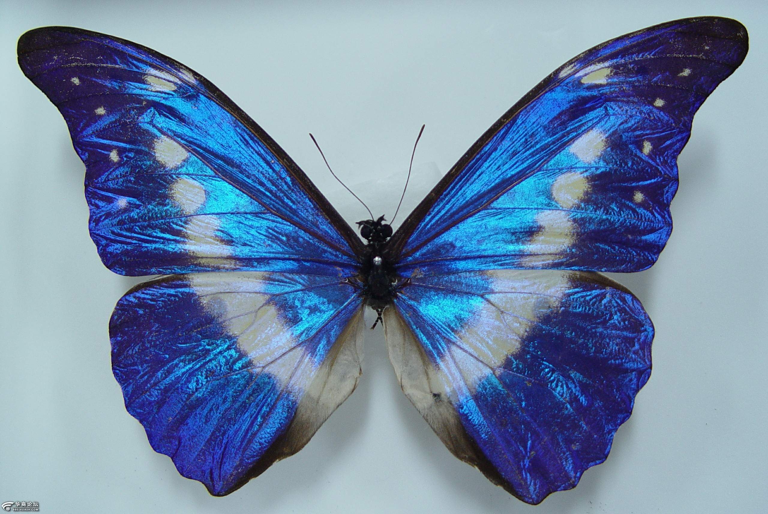 隱形的翅膀♥ 最美「透翅蝶」長出玻璃翅膀 成長過程更驚奇：從小就透明！ - Fluffy 寵毛孩