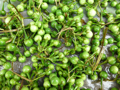 苦子(其他生物相关)苦子,是哈尼梯田边1400米海拔以