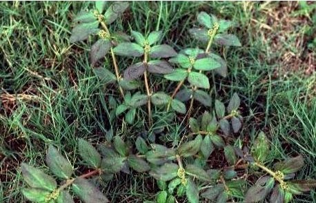 蚂蚁草(植物)蚂蚁草又称为马齿苋科植物马齿苋的幼