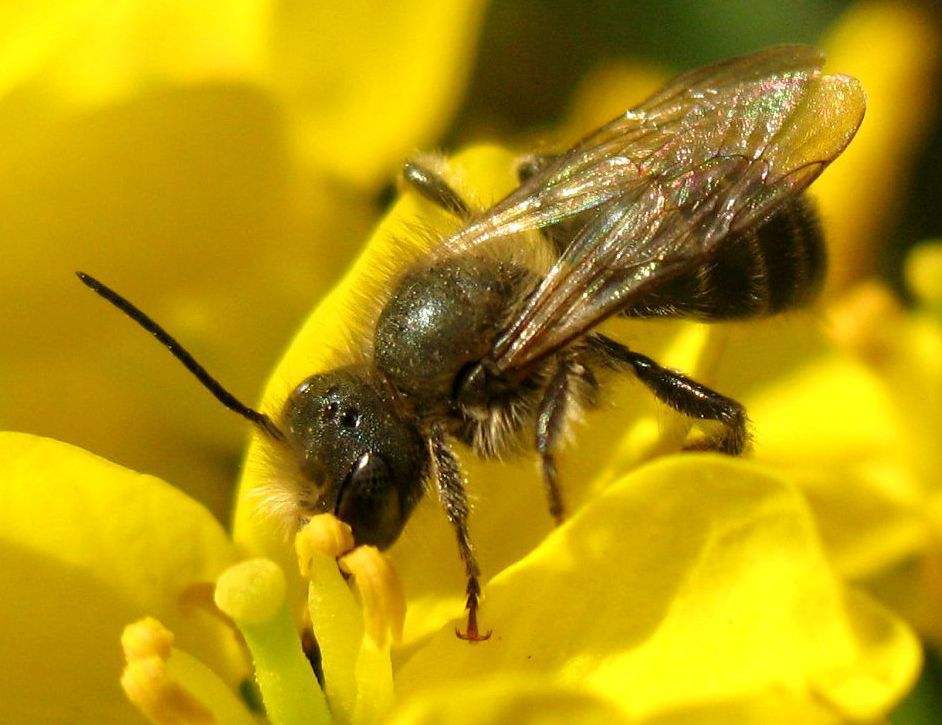 铜色隧蜂(动物)铜色隧蜂的拉丁学名为halictus aerarius smith,它属于