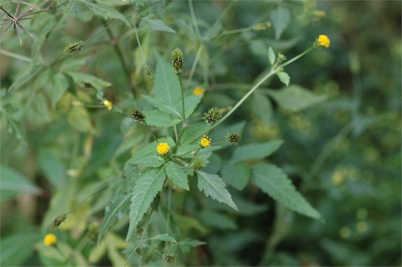 脱力草(植物)_技点百科