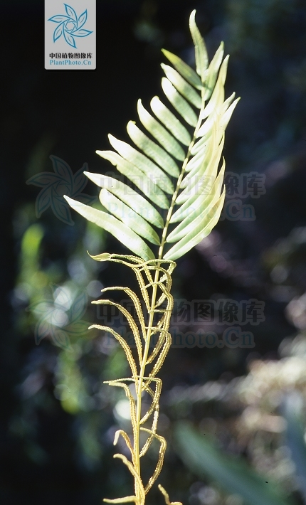 宽叶紫萁 (植物)