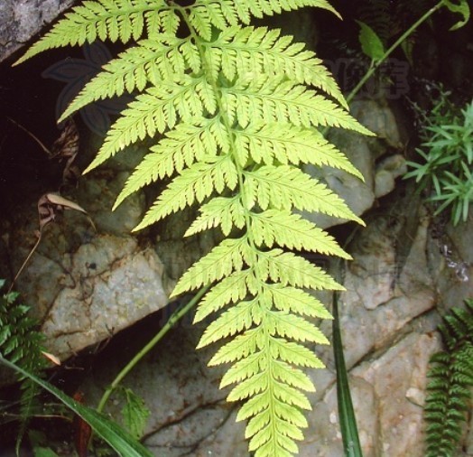 秦氏假鑽毛蕨植物