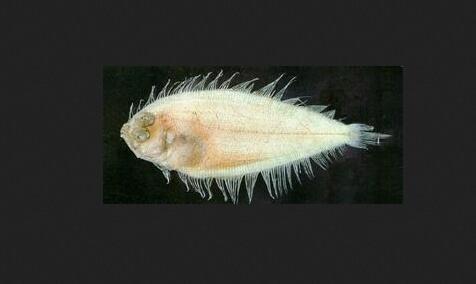 多斑羊舌鲆 (动物)