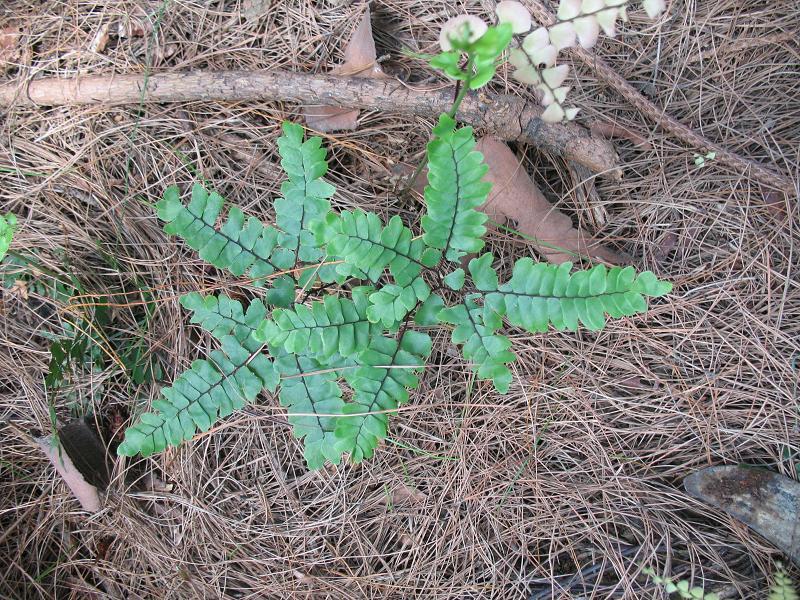 黑脚芒箕(植物)黑脚芒箕别名铁鲁箕,黑脚蕨,黑骨芒箕,大猪毛七,旱