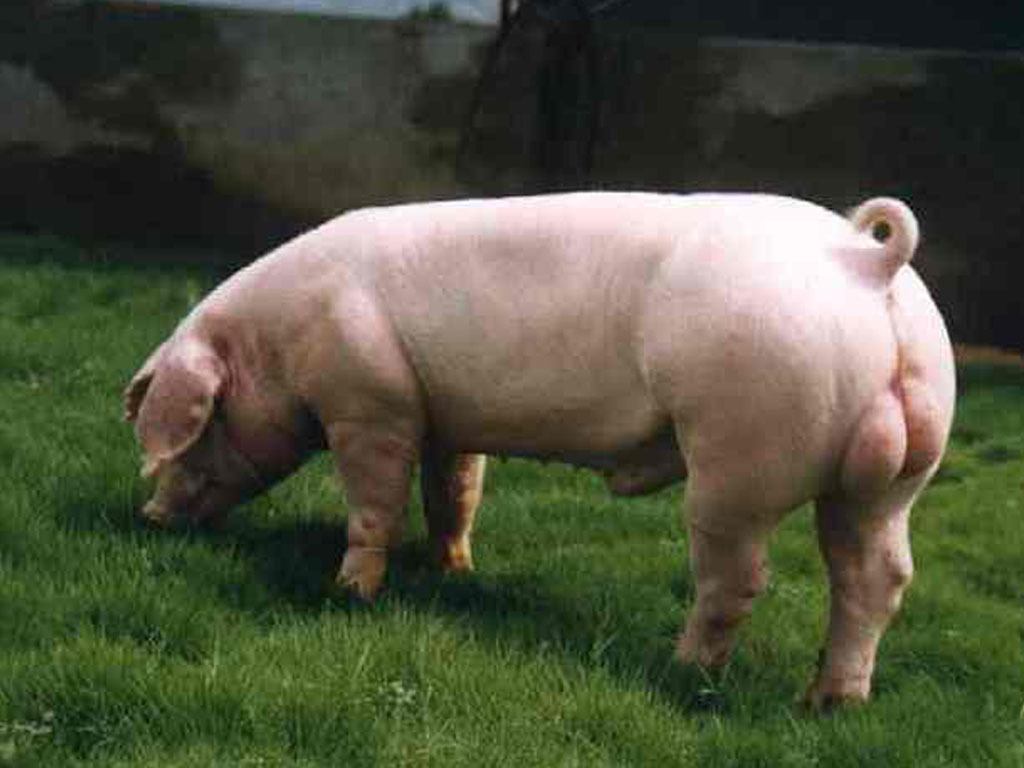猪是怎么交配繁殖的？ - 知乎