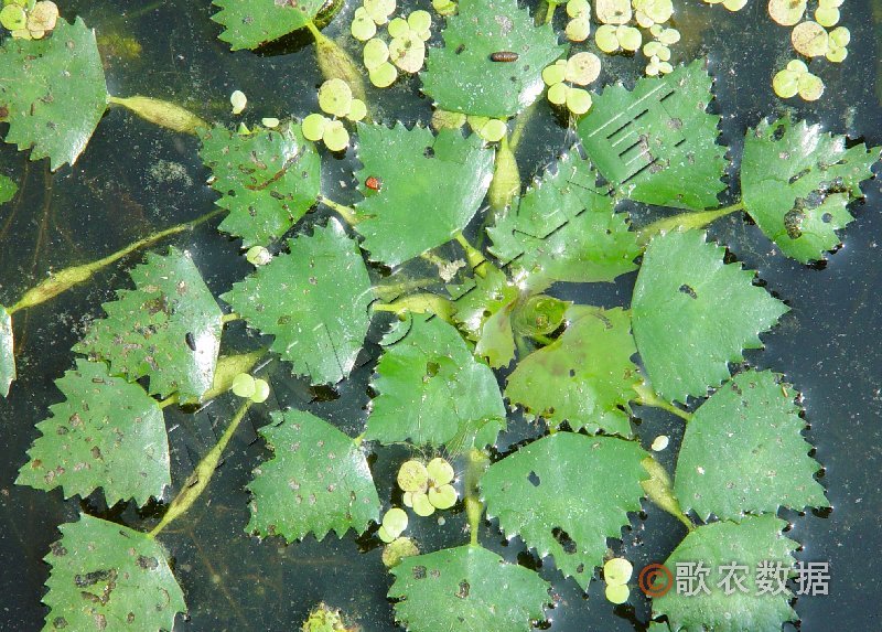 细果野菱_360百科