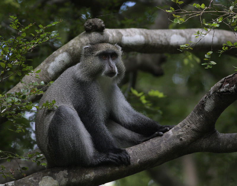 青长尾猴 (动物)