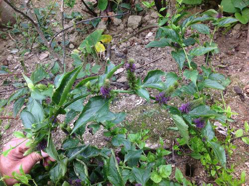 软藤草 (中医学与中药学|医药)