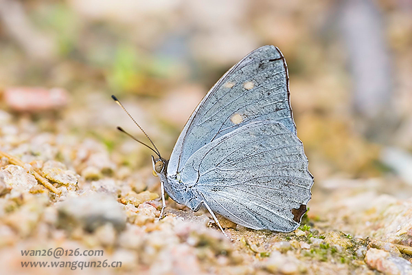银白蛱蝶 (动物)