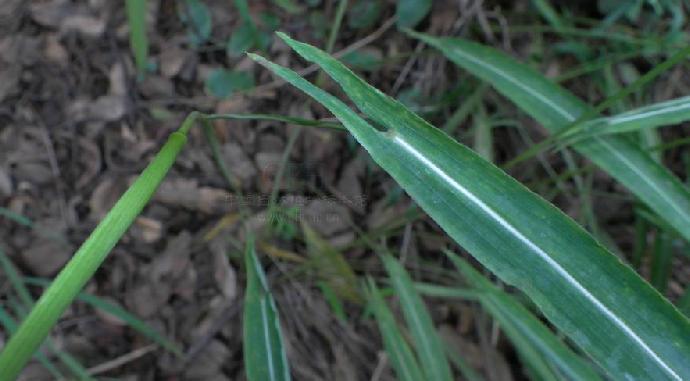 茨菇草(植物)_技点知识_技点网(植物)