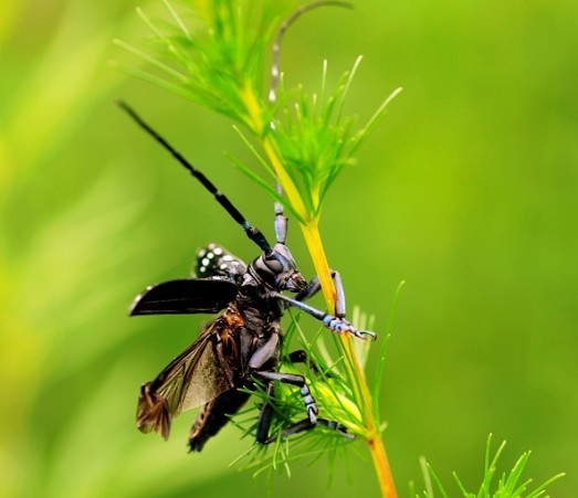 云杉花墨天牛动物
