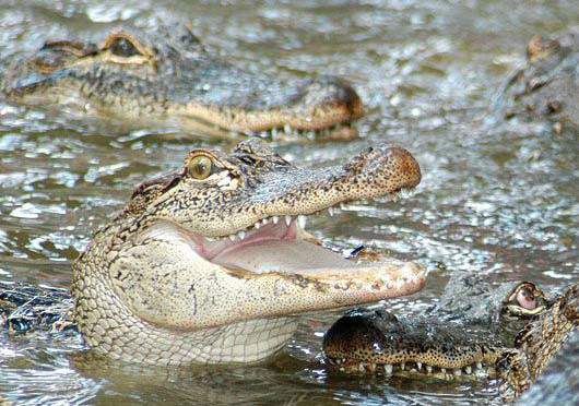 密西西比鳄(动物)