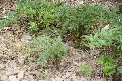 羌活屬 (植物)