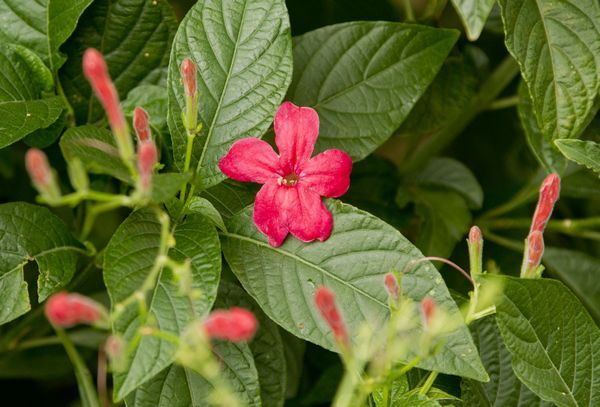 红花芦莉(植物)