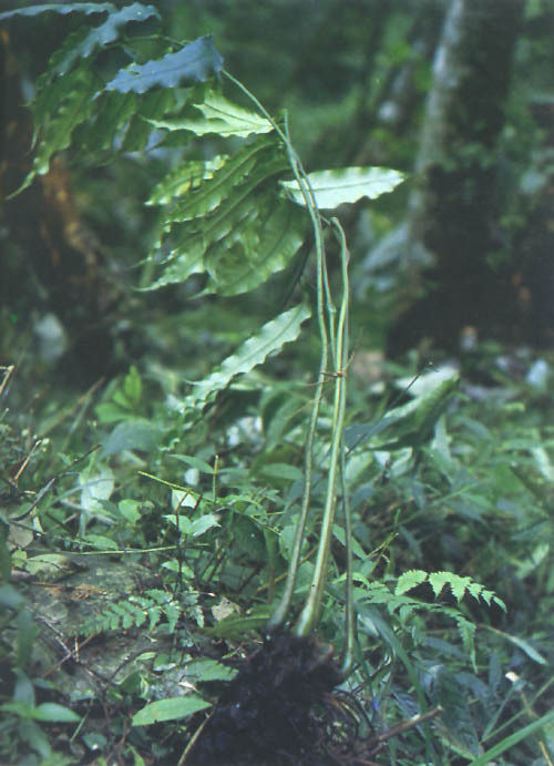 屏边观音座莲 (植物)