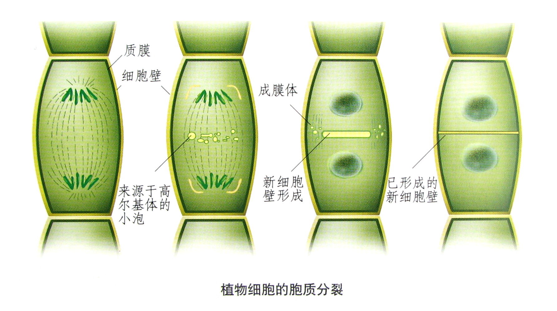 在細胞分裂末期時,通常於核分裂之後接著發生的胞質