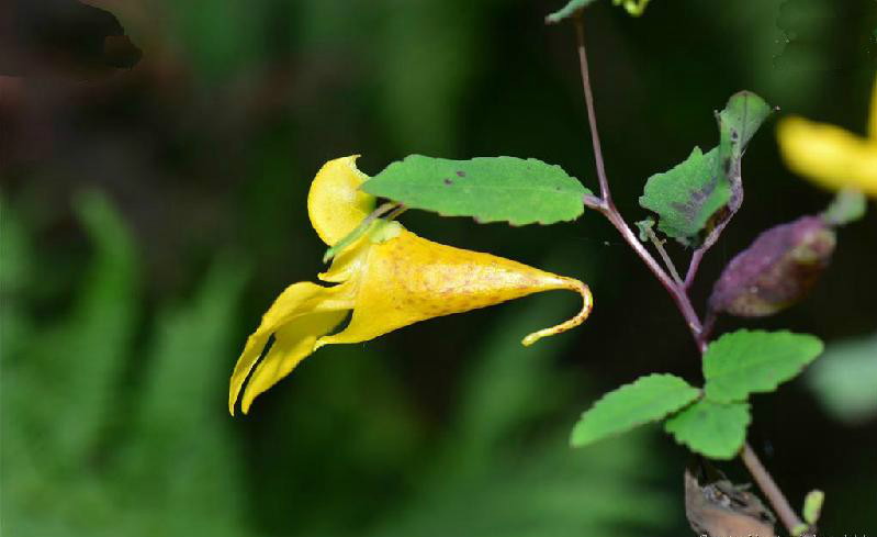 阔苞凤仙花 (植物)