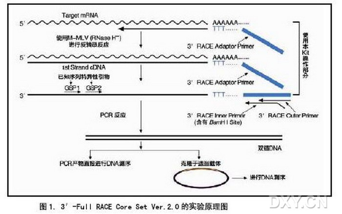 锚定pcr原理图图片