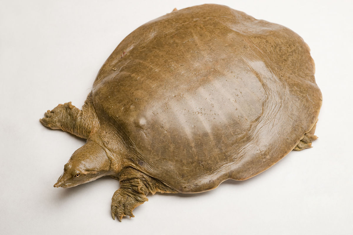 软壳龟动物