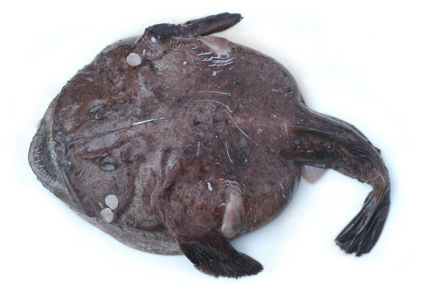 黄鮟鱇(其他生物相关)