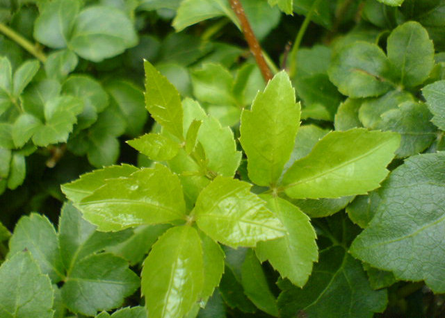 白茨根,山五甲《草木便方》,苦勒强《岭南采药录》,苦刺头(贵州),三甲