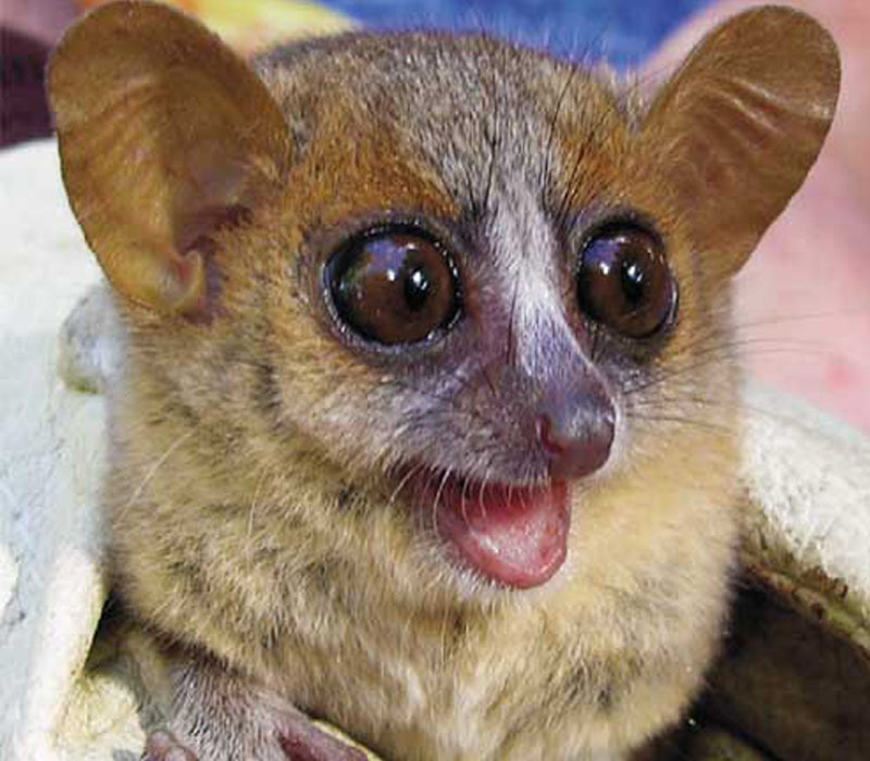 毛耳鼠狐猴动物