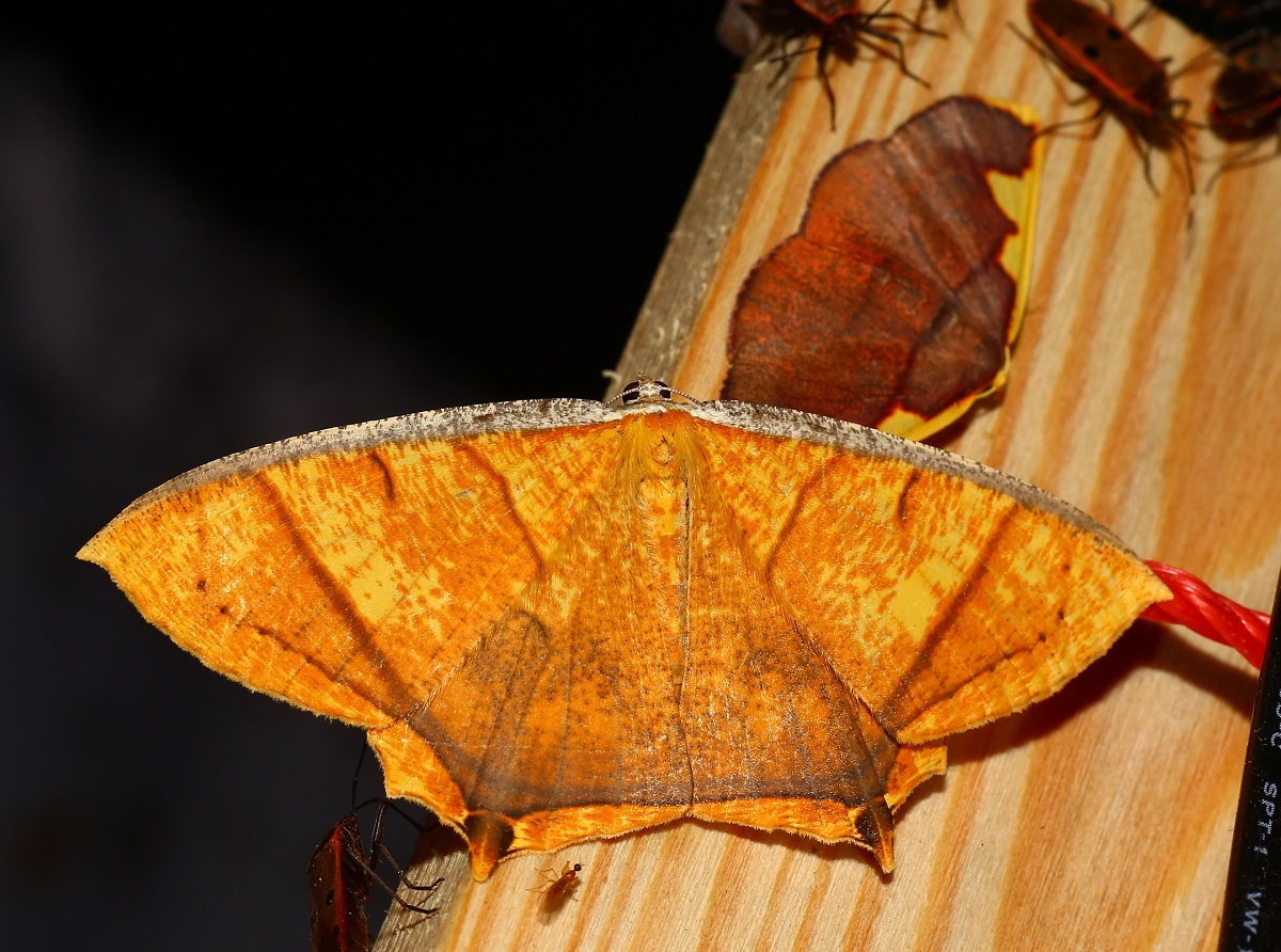 湖南黄蝶尺蛾动物