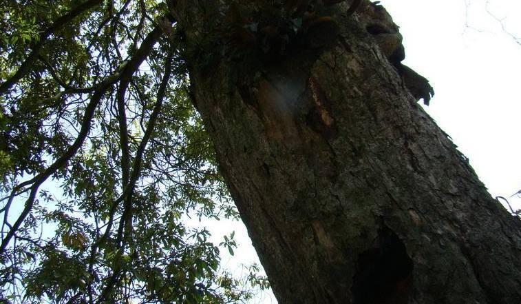 楠木镇楠木树(植物)_技点百科