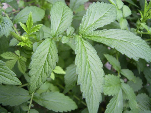 龙牙草(植物)龙芽草(学名:agrimonia pilosa ldb.