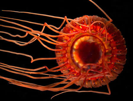 【水母】领域_百科_技点网