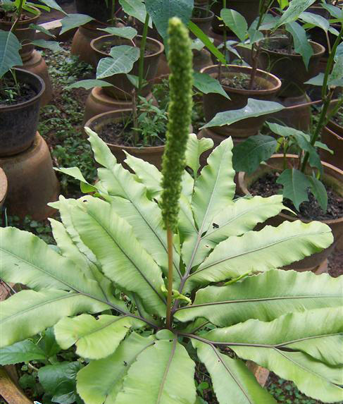 【真蕨】领域_百科_技点网