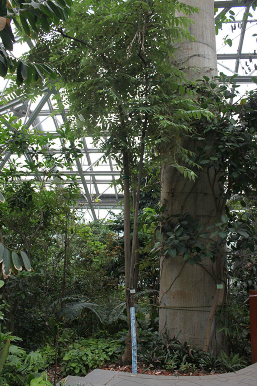 卫矛目,梧桐科,翅子树属大乔木.