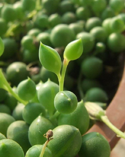 翡翠珠(植物)