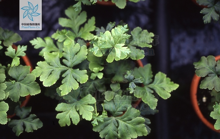 黑心蕨屬 (植物)