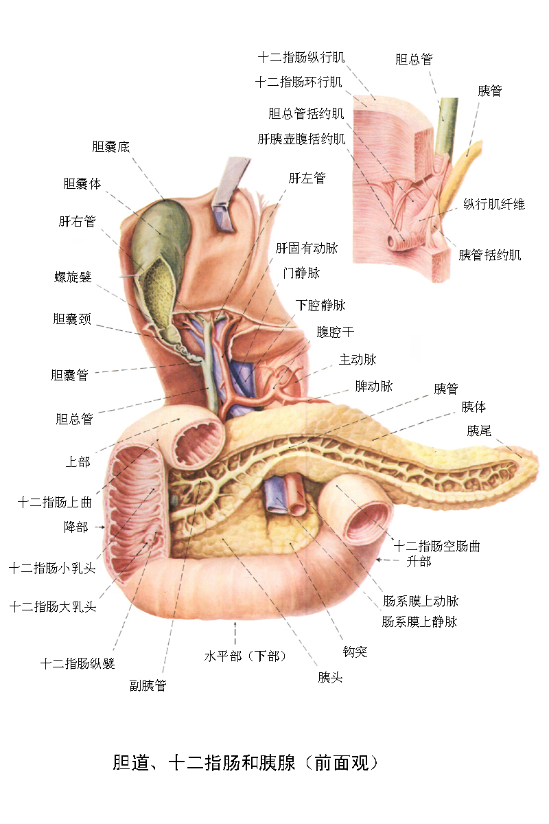 胰腺位于上腹部胃的后方紧贴脊柱,胰头部被十二指肠部分包绕,此处癌瘤