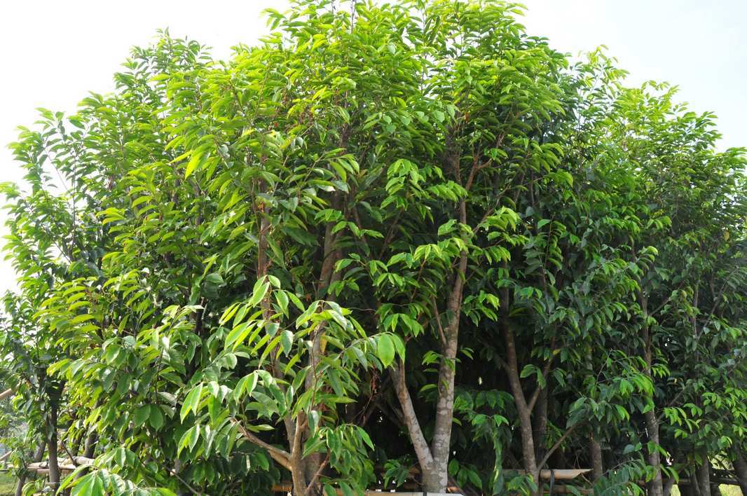 莞香树 (植物)