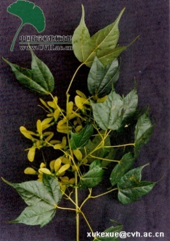 抱茎叶无柱兰 (植物)