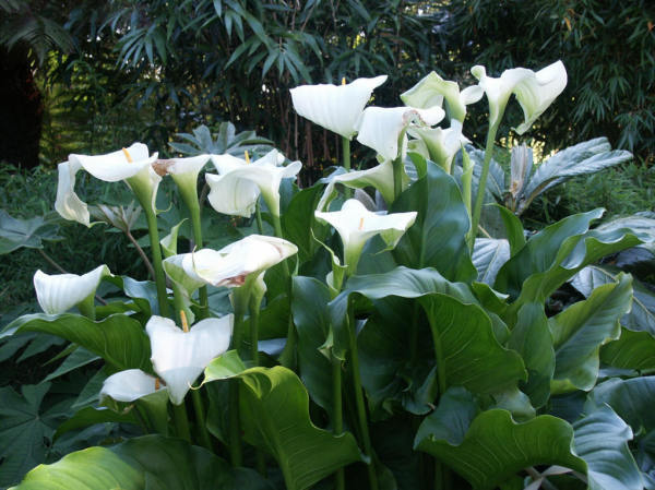 慈茹花植物