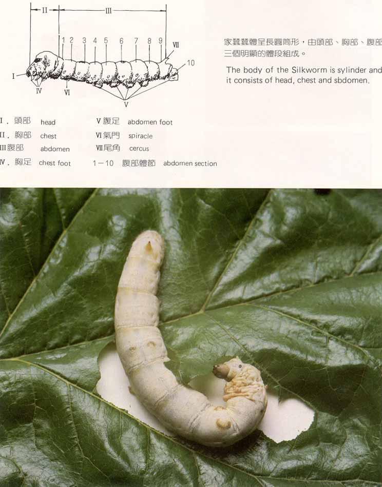 熟蚕(其他生物相关)