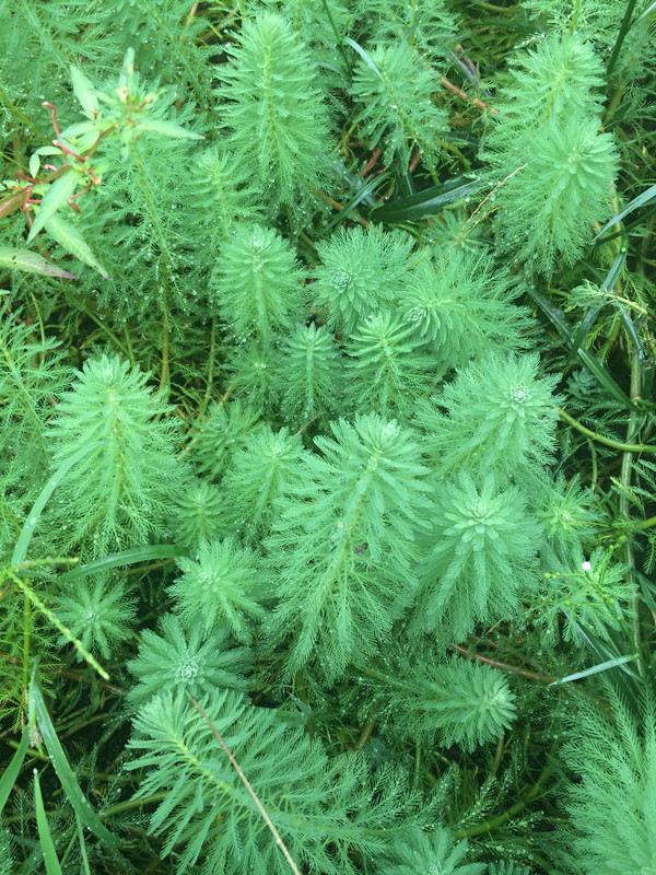 轮叶狐尾藻(植物)